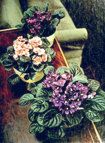 Cover for Flowering House Plants