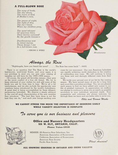 Cover for Weeks wholesale rose grower