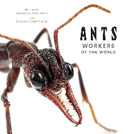 Cover for Ants
