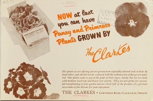 Cover for Now at last you can have pansy and primrose plants grown by the Clarkes