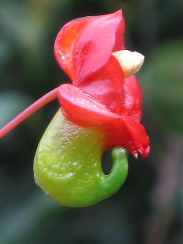 Cover for Impatiens of Africa