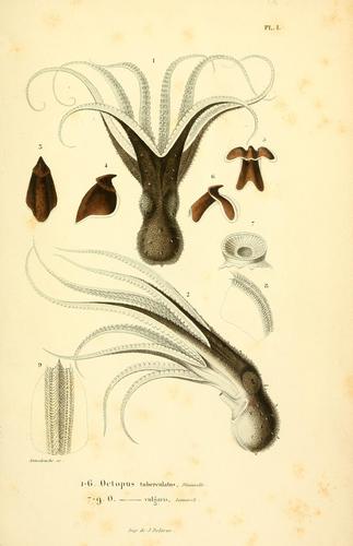 Cover for Mollusques vivants et fossiles