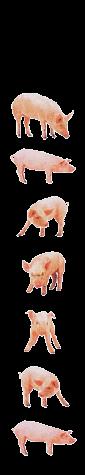 Cover for Piglets