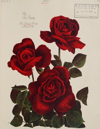 Cover for Rose gay gypsy