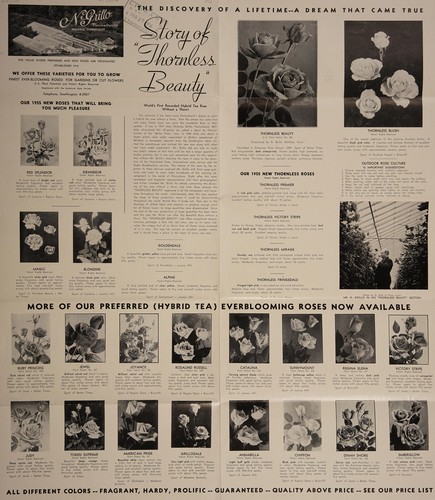 Cover for Story of "thornless beauty"