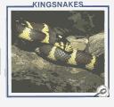 Cover for Kingsnakes