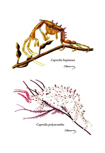 Cover for Caprellids