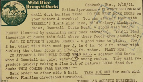 Cover for Wild rice brings the ducks