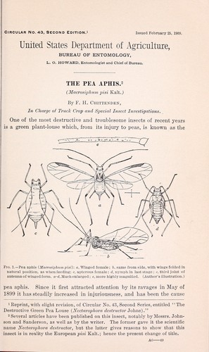 Cover for The pea aphis
