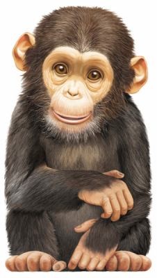 Cover for Little Chimp