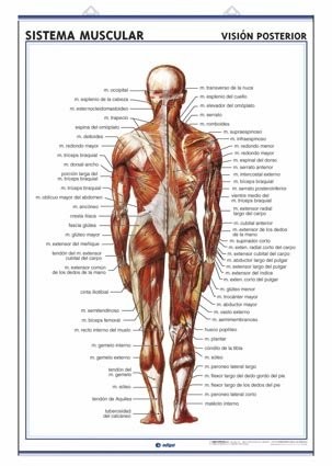 Cover for Lámina sistema muscular, visión ventral y dorsal