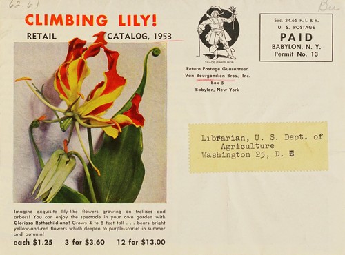 Cover for Climbing lily!