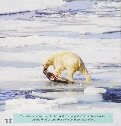 Cover for Polar bears of the Arctic