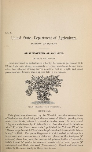 Cover for Giant knotweed, or sachaline