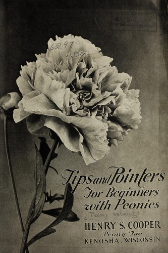 Cover for Tips and pointers for beginners with peonies