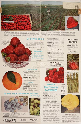 Cover for Hyde's giant everbearing raspberries
