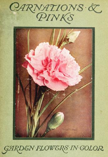 Cover for Carntions & pinks