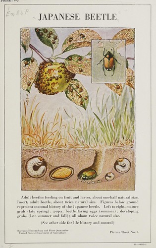 Cover for Japanese beetle