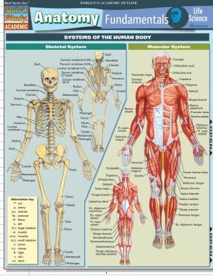 Cover for Anatomy Fundamentals