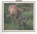 Cover for Deer
