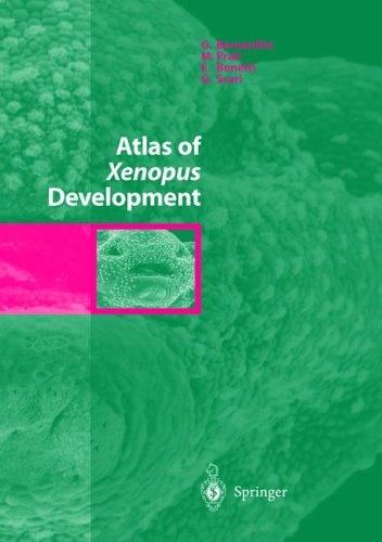 Cover for Atlas of Xenopus Development
