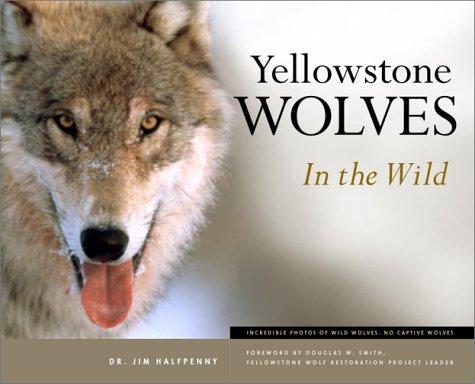 Cover for Yellowstone Wolves in the Wild