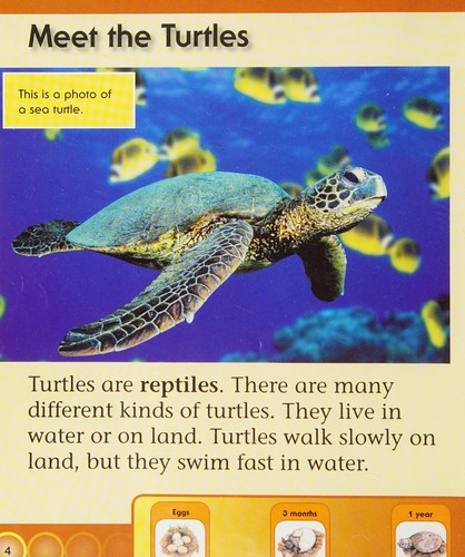 Cover for Life cycle of a-- turtle