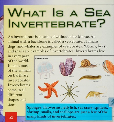 Cover for What Are Sea Invertebrates?