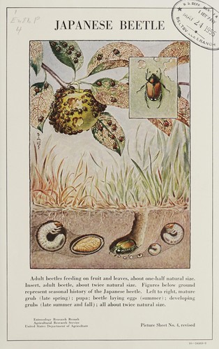 Cover for Japanese beetle [development and control]