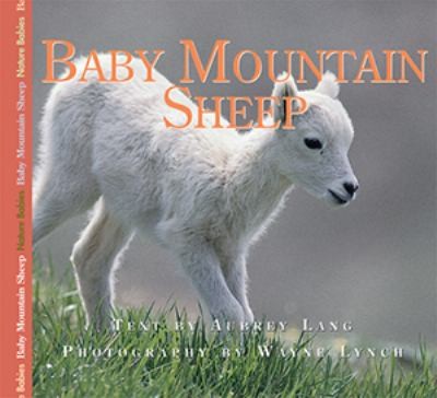 Cover for Baby Mountain Sheep