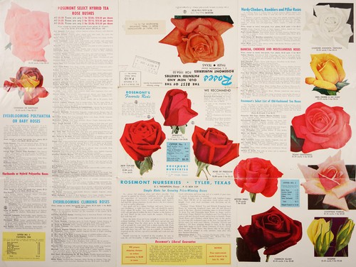 Cover for Roses