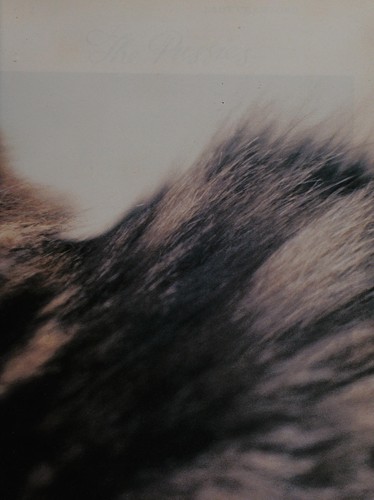 Cover for The English cat at home