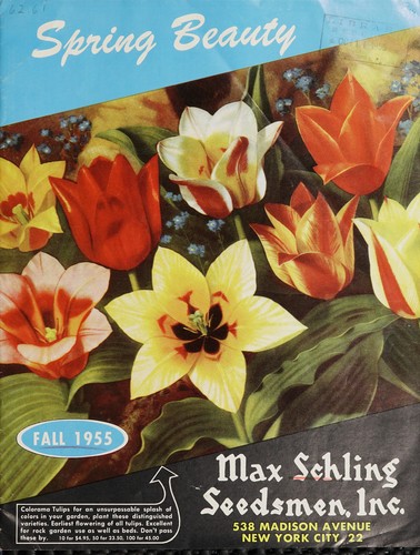 Cover for Spring beauty