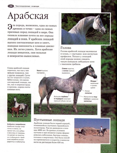Cover for Illi͡ustrirovannai͡a ėnt͡siklopedii͡a loshadi i poni