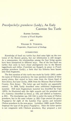 Cover for Procolpochelys grandaeva (Leidy)