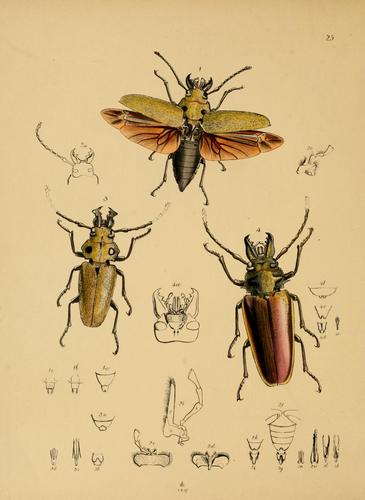 Cover for The cabinet of oriental entomology