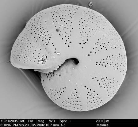 Cover for Neogene planktonic foraminifera