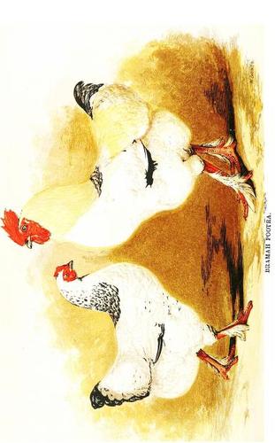 Cover for Domestic Fowl and Ornamental Poultry