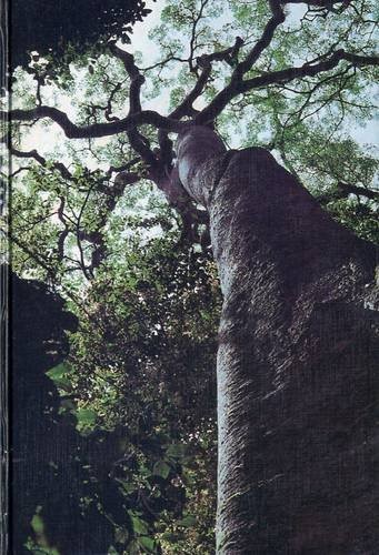 Cover for Wayside trees of Malaya
