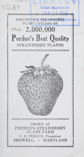Cover for Descriptive strawberry plant catalog of 2,000,000 Perdue's best quality strawberry plants