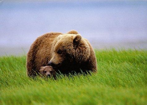 Cover for Brown Bear "Madonna", McNeil River, Sierra Club Boxed Holiday Cards
