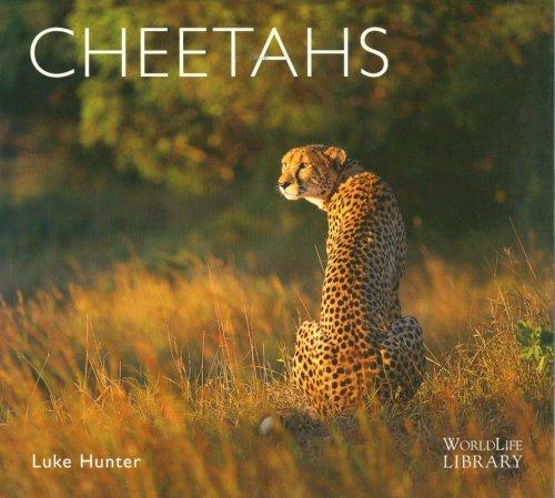 Cover for Cheetahs (WLL)