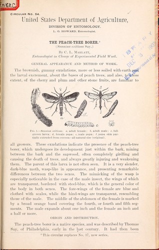 Cover for Peach-tree borer (Sannina exitiosa Say)