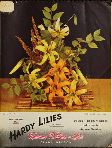 Cover for Hardy lilies