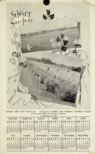 Cover for Sunset sweet peas