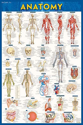 Cover for Anatomy Poster  - Paper