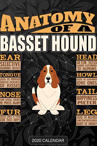 Cover for Anatomy Of A Basset Hound