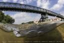 Cover for The Danube River Project