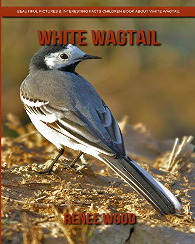 Cover for White Wagtail