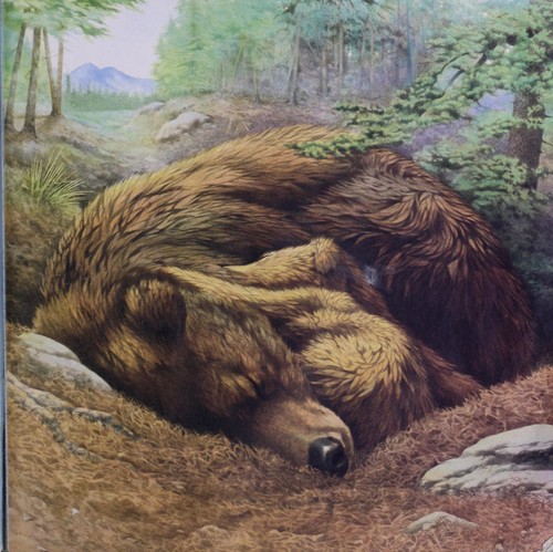 Cover for Baby grizzly